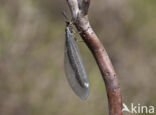 Mierenleeuw (Myrmeleon formicarius)