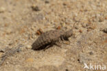 Mierenleeuw (Myrmeleon formicarius)