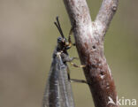 Mierenleeuw (Myrmeleon formicarius)