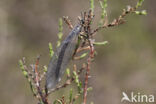 Mierenleeuw (Myrmeleon formicarius)