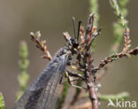 Mierenleeuw (Myrmeleon formicarius)