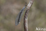 Mierenleeuw (Myrmeleon formicarius)