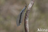 Mierenleeuw (Myrmeleon formicarius)