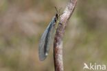 Mierenleeuw (Myrmeleon formicarius)