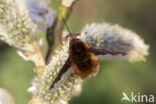 bombylius major