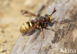 hoornaar blaaskop (conops vesicularis)