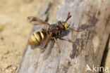 hoornaar blaaskop (conops vesicularis)