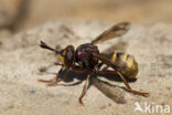 hoornaar blaaskop (conops vesicularis)