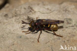 hoornaar blaaskop (conops vesicularis)