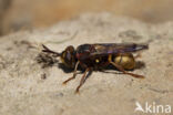 hoornaar blaaskop (conops vesicularis)