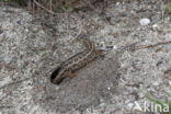 Sand Lizard (Lacerta agilis)