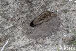 Sand Lizard (Lacerta agilis)