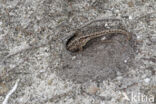 Sand Lizard (Lacerta agilis)