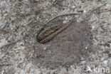 Sand Lizard (Lacerta agilis)