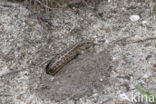 Sand Lizard (Lacerta agilis)