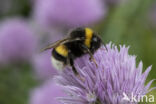 Buff-tailed bumblebee (Bombus terrestris)