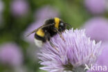 Buff-tailed bumblebee (Bombus terrestris)