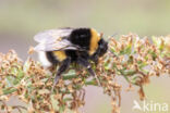 Buff-tailed bumblebee (Bombus terrestris)