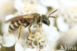 Zuidelijke gouden groefbij (Halictus leucaheneus)