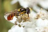 Hoverfly (Sphaerophoria rueppelli)