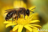 Donkere rimpelrug (Andrena bimaculata)