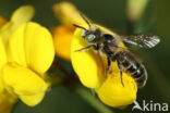 Klavermetselbij (Osmia ravouxi)