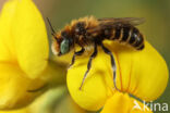 Osmia ravouxi