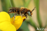 Klavermetselbij (Osmia ravouxi)