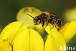 Osmia ravouxi