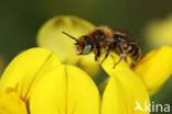 Klavermetselbij (Osmia ravouxi)