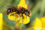 Klavermetselbij (Osmia ravouxi)