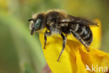 Klavermetselbij (Osmia ravouxi)