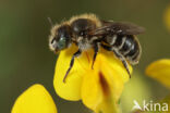 Klavermetselbij (Osmia ravouxi)