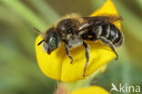 Klavermetselbij (Osmia ravouxi)