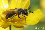 mining bee (Andrena angustior)