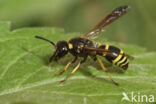 Ancistrocerus antilope