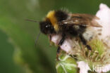 Vierkleurige koekoekshommel (Bombus sylvestris)