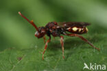 Stomptandwespbij (Nomada striata)