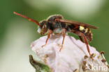 Boswespbij (Nomada opaca)