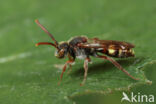 Boswespbij (Nomada opaca)