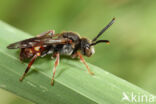 Wasp-bee (Nomada similis)