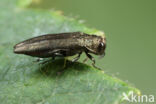 Agrilus cuprescens