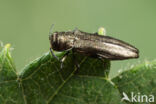 Agrilus cuprescens