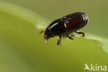 larger shothole borer (Scolytus mali)