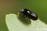 Scolytus mali