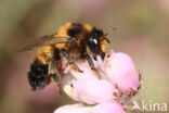 Megachile analis