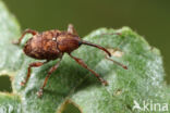 Curculio betulae