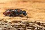 Chrysis bicolor