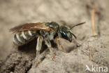 Zuidelijke gouden groefbij (Halictus leucaheneus)