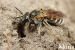 Zuidelijke gouden groefbij (Halictus leucaheneus)